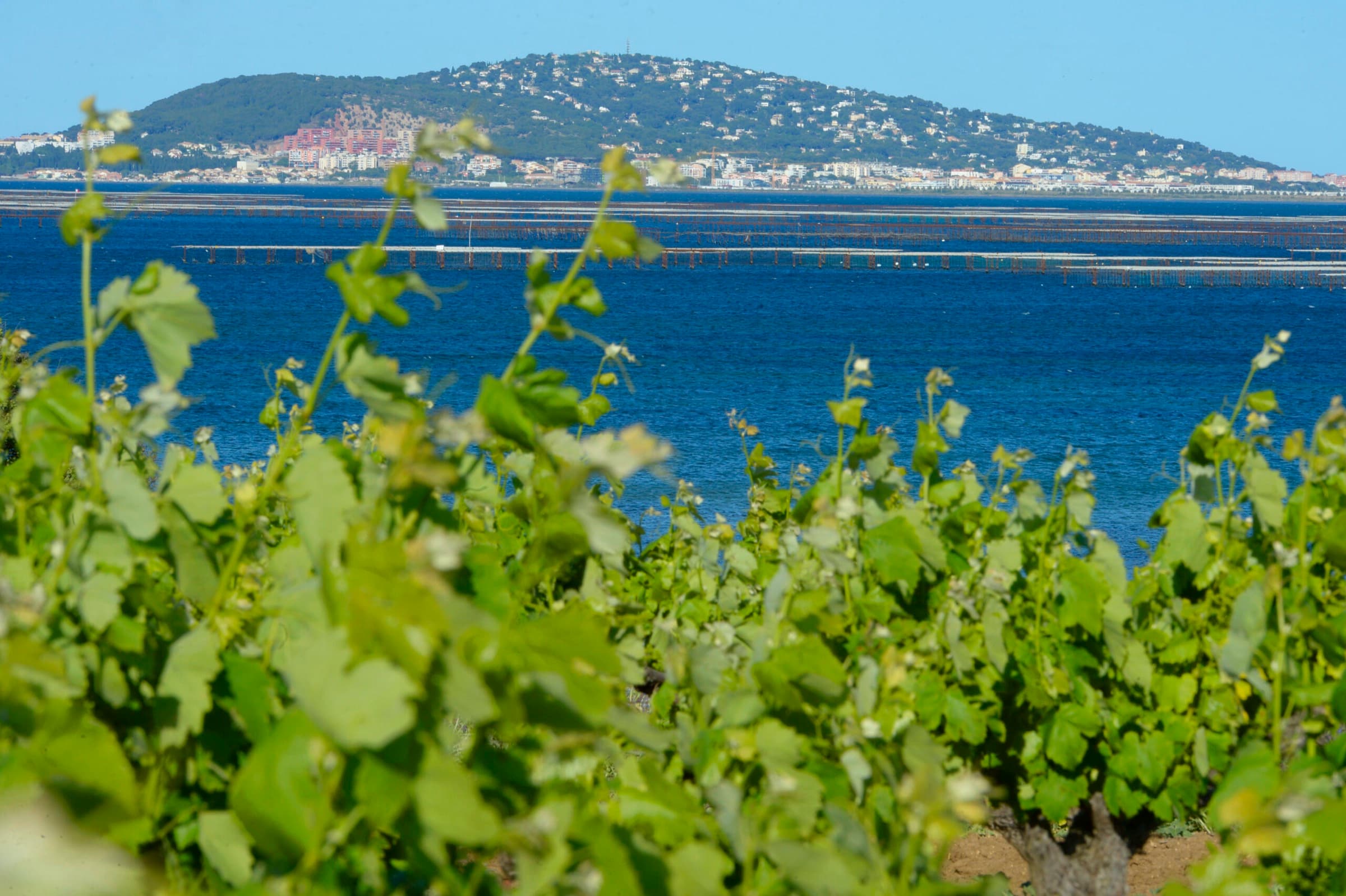 Paysage de l'IGP Côtes de Thau