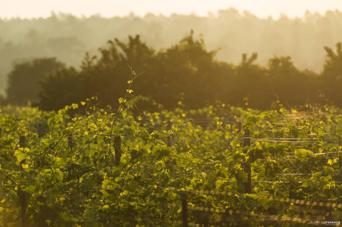 DOMAINE LA COSTESSE — paysage du domaine