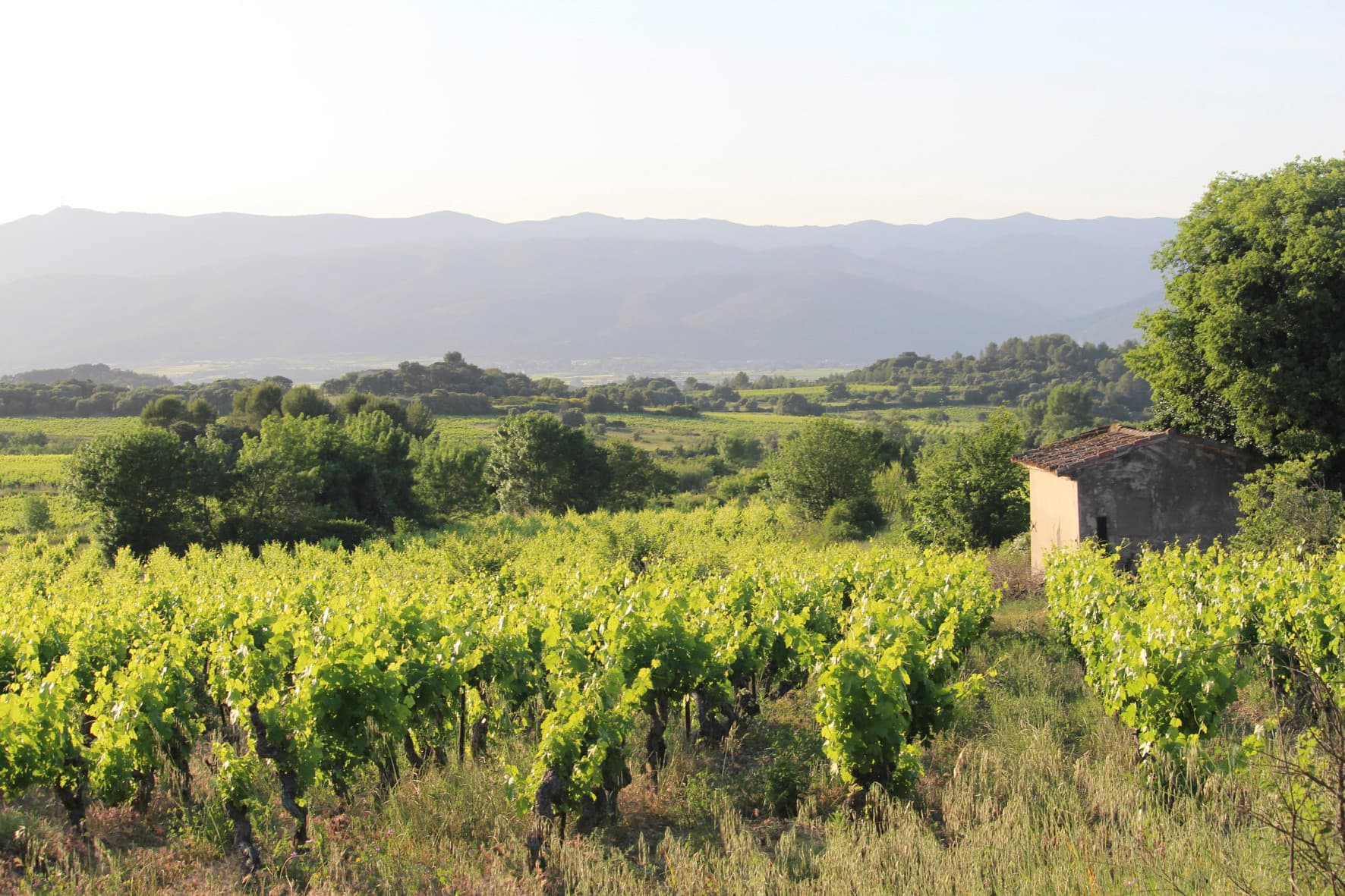 MAS DE CAPDANIEL — paysage du domaine